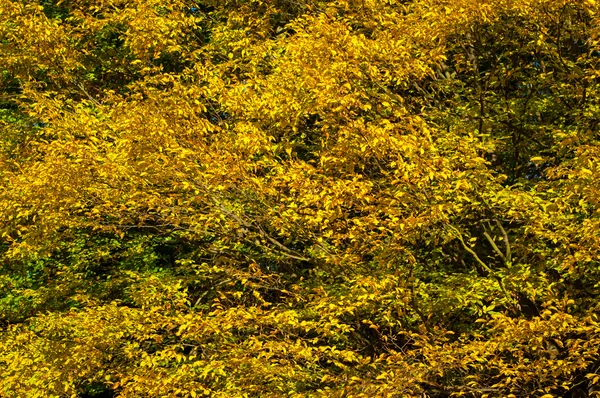 木および低木の紅葉. — ストック写真