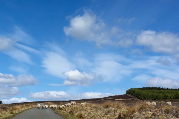 Sheep on Road — Stock Photo, Image