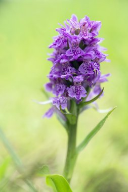 Northern Marsh-orchid - Dactylorhiza purpurella clipart