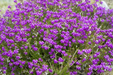 Bell Heather - Erica cinerea