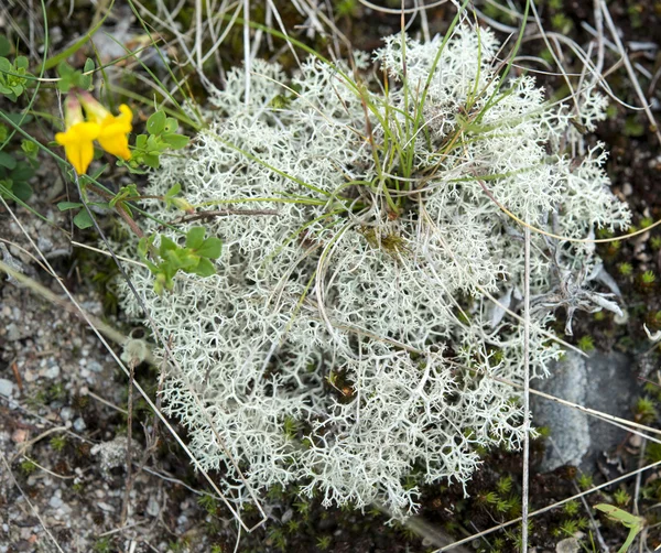 Cladonia portentosa — Fotografia de Stock