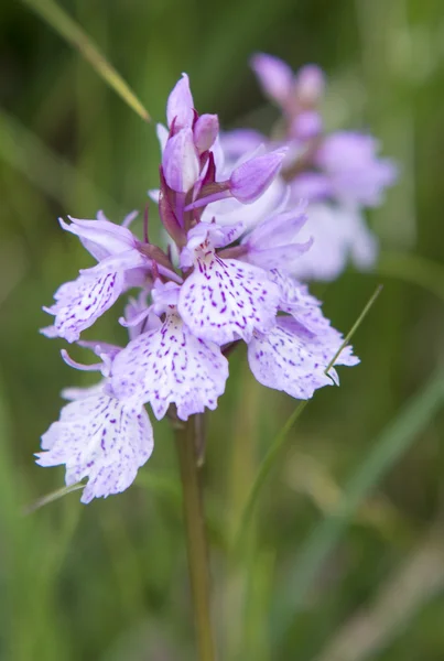 Heath Spotted-orchid - Dactylorhiza maculata — Stock Photo, Image