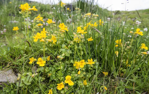 Maymun çiçek - Mimulus guttatus
