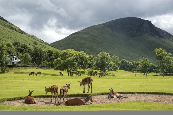 Golfplatz lochranza — Stockfoto