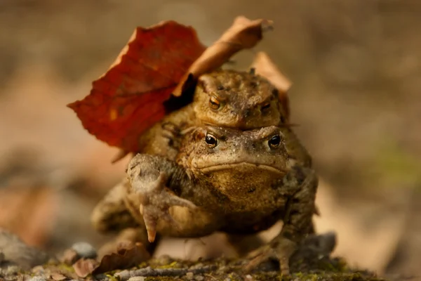 Toad, mating, spring — Stock Photo, Image