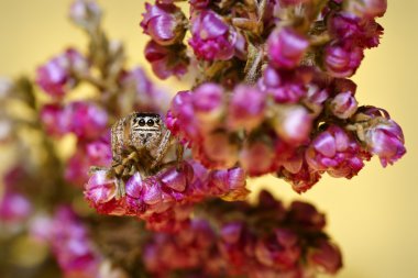 Gizli örümcek (aile Salticidae), atlama ve çömelme çiçekler