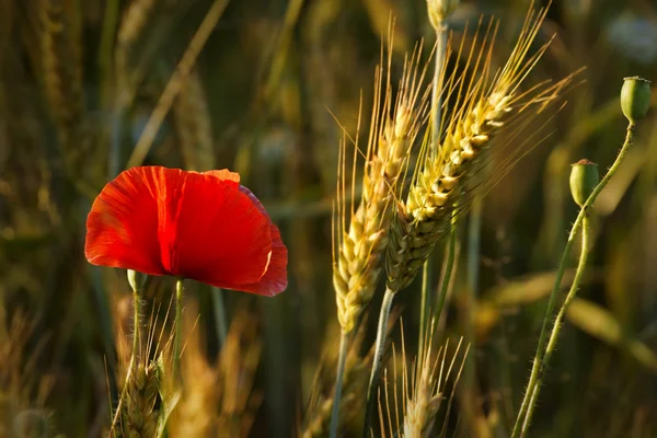 Poppy field and ears of grain — Stock Photo, Image