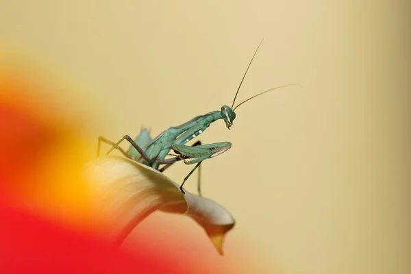 Kudlanka, guinejské mantis (Sphodromantis žaludku), na květ — Stock fotografie