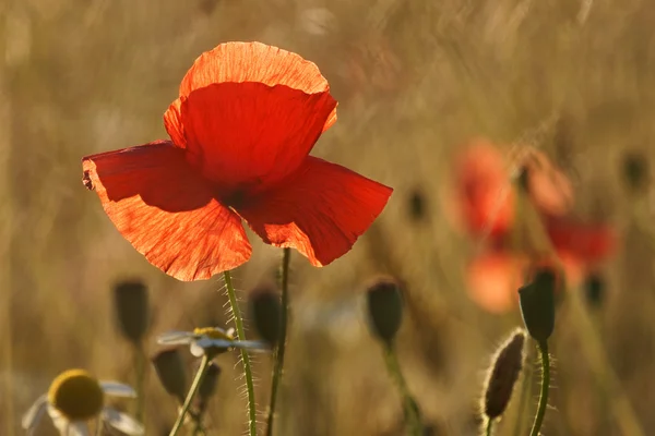 Poppy e margaridas contra a luz — Fotografia de Stock