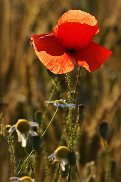 Coquelicot et marguerites contre la lumière — Photo