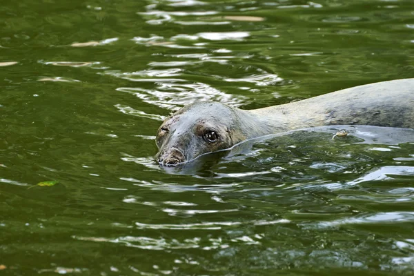 Foca grigia (Halichoerus grypus), animale ammiccante — Foto Stock