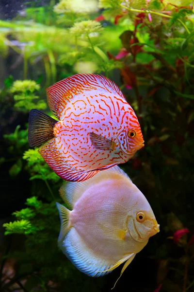Discus (Symphysodon), multi-colored cichlid in the aquarium, the freshwater fish native to the Amazon River basin — Stock Photo, Image