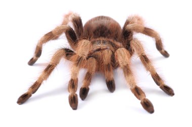Tarantula örümceği, kadın (nhandu coloratovilosum)