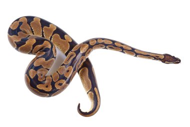 Python regius ile beyaz zemin üzerine yapışmasını dil, olarak da bilinen Kraliyet python ya top python