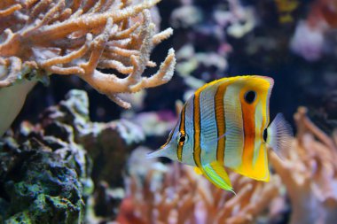 Ayrıca yaygın Gaga coralfish denilen copperband butterflyfish (chelmon rostratus), Kayalıkları'Pasifik ve Hint okyanuslarda bulunur