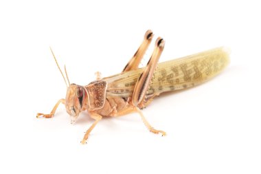 Locust, Desert locust (Schistocerca gregaria), immediately after molt clipart