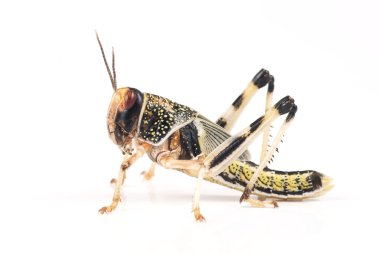 keçiboynuzu, çöl keçiboynuzu (schistocerca gregaria), pupa