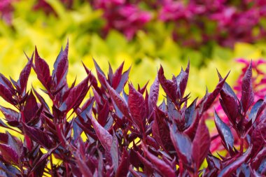 Arka plan olarak sonbahar, kestane rengi bitkiler