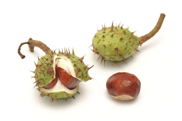 Horse chestnut (Aesculus L.) - fruit — Stock Photo, Image