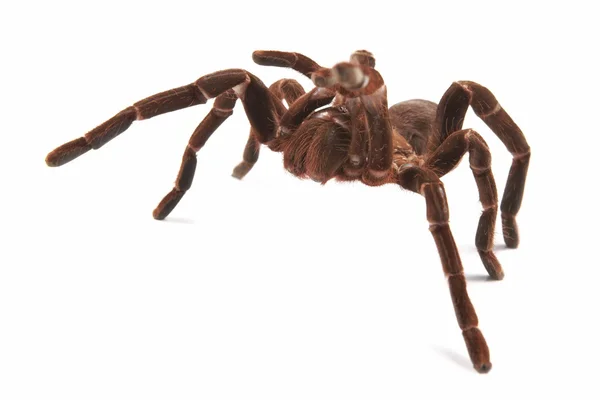 Tarantula spin (hysterocrates hercules) op een witte achtergrond — Stockfoto