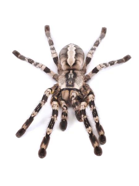 Tarantula spin, vrouwelijke (poecilotheria regalis) — Stockfoto