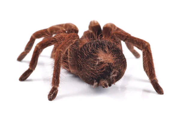 Tarántula araña, mujer (Theraphosa blondi), disparada por detrás —  Fotos de Stock