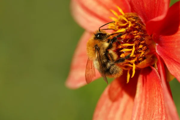 Bee and red flower — Stock Photo, Image