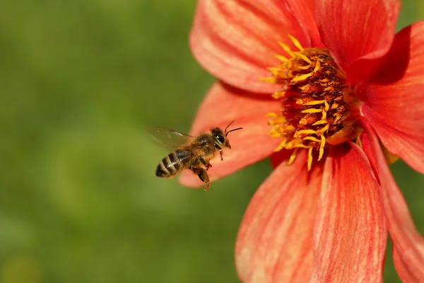 Пчела в полете и красный цветок — стоковое фото