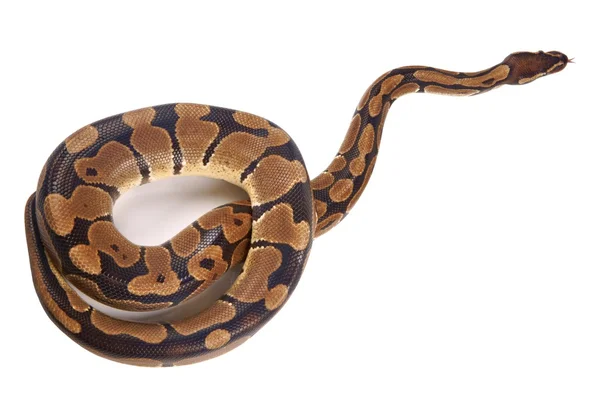 Python regius com língua saliente, em fundo branco, também é conhecido como python real ou python bola — Fotografia de Stock