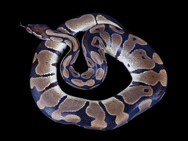 Python regius dengan lidah mencuat, pada latar belakang hitam, itu juga dikenal sebagai python kerajaan atau bola python — Stok Foto