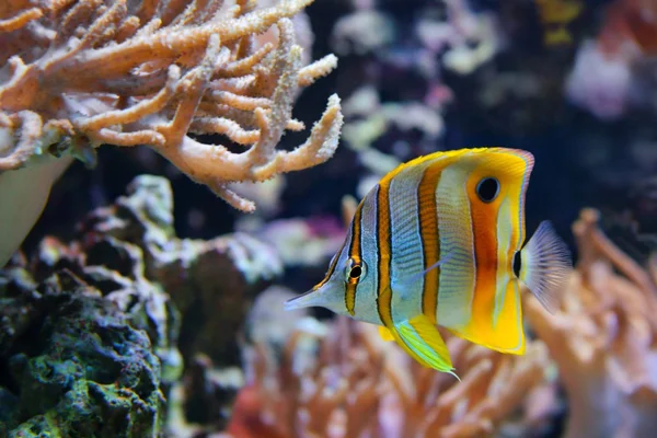 Медная лента Butterflyfish (Chelmon rostratus), также известная как Beak Coralfish, встречается на рифах в Тихом и Индийском океанах. — стоковое фото