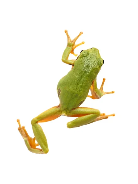 Rã-da-árvore (Hyla arborea ) — Fotografia de Stock