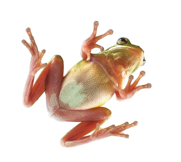 Rana arborícola (litoria infrafrenata), trepando sobre el cristal — Foto de Stock