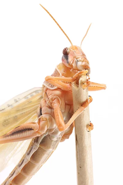 Langosta, langosta del desierto (Schistocerca gregaria), inmediatamente después de la muda — Foto de Stock