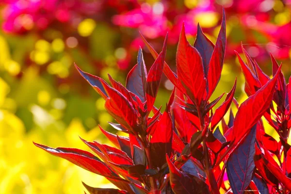 Outono, plantas de maroon, tiro no sol, como fundo — Fotografia de Stock