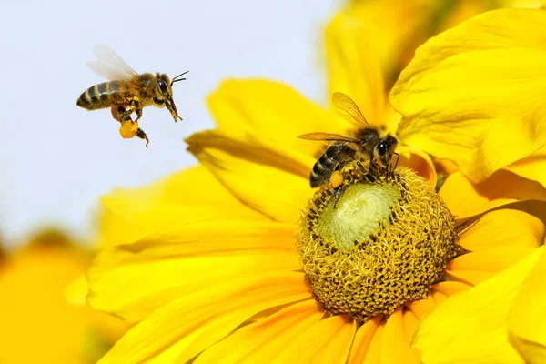 Arı uçuş ve dahlia Bahçe (dahlia cav.)