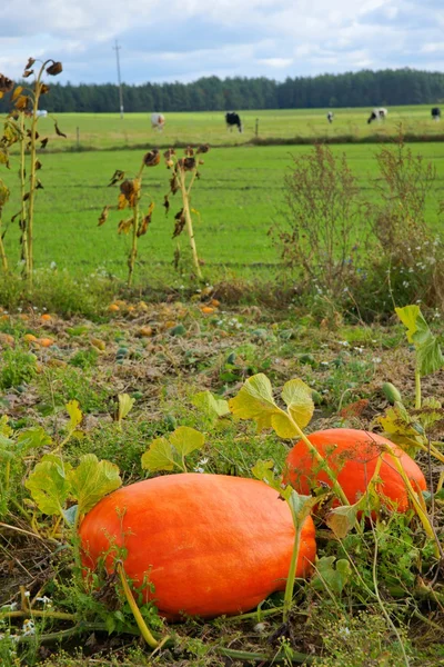 Гарбуз (Cucurbita maxima Duch). ), великі овочі, що ростуть на полі, на задньому плані корови в пасовищі Стокова Картинка