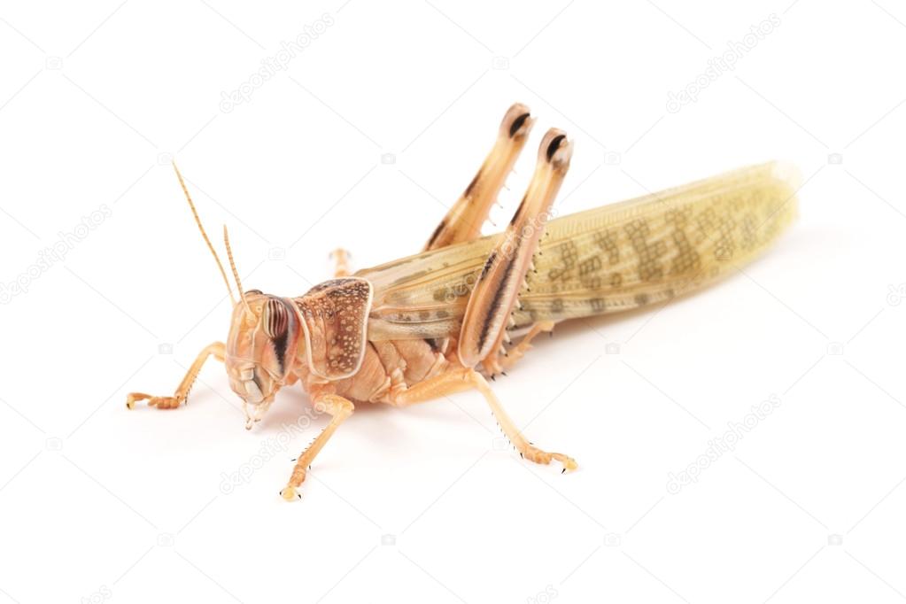Locust, Desert locust (Schistocerca gregaria), immediately after molt