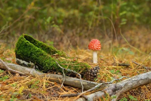 Shoe overgrown with moss, Toadstool, cone and Ladybug in the forest. Stock Photo