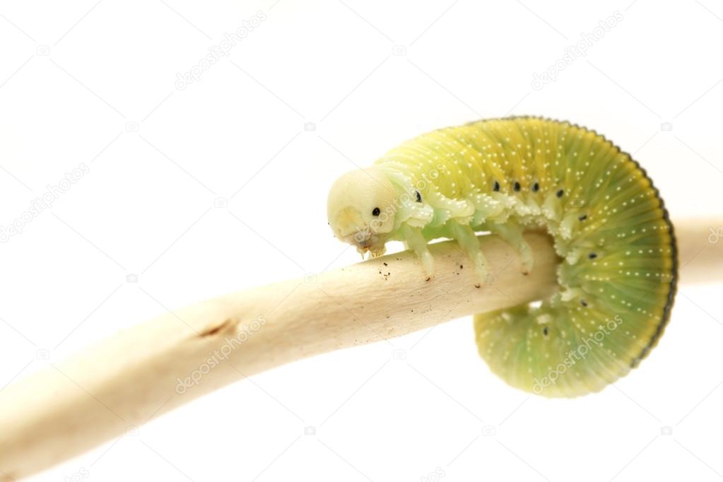 Caterpillar, Housefly (Cimbex femorata)