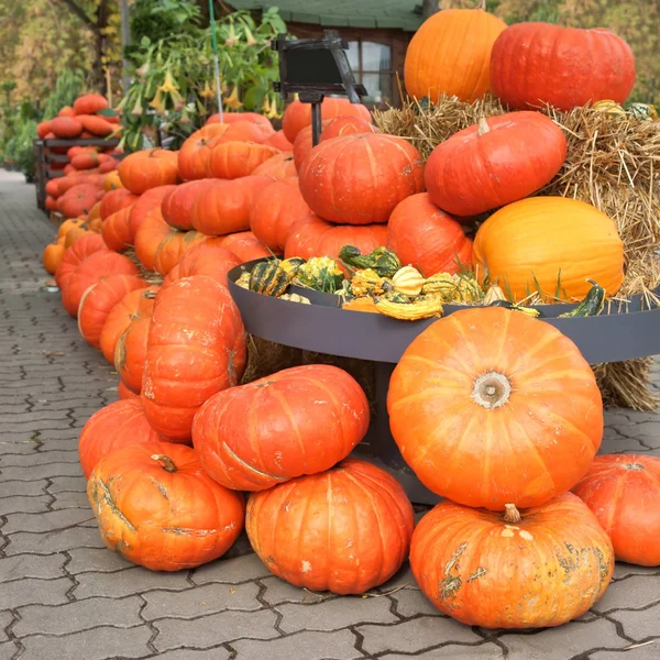 Pila di zucche, Halloween — Foto Stock