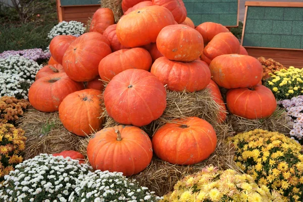 Pila di zucche e crisantemo (Dendranthema), Halloween — Foto Stock