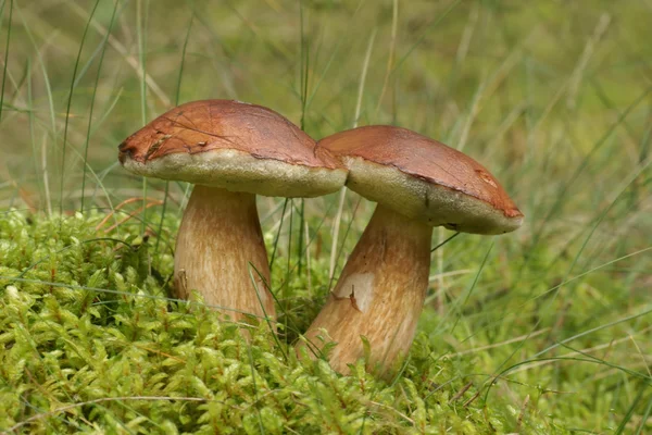 Svampar i naturen (boletus badius) — Stockfoto