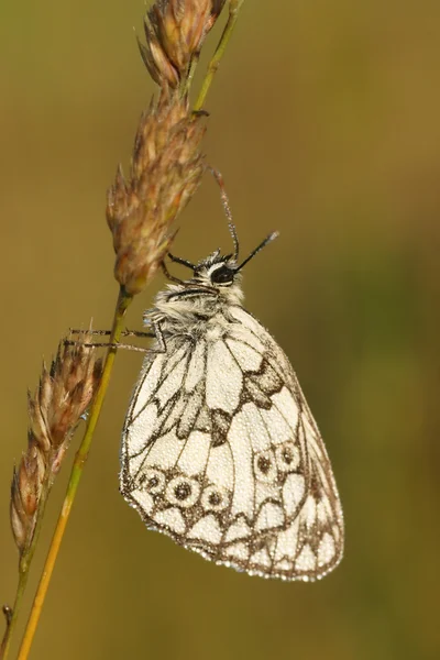 Marmer Putih (Melanargia galathea), kupu-kupu ditutupi dengan embun — Stok Foto