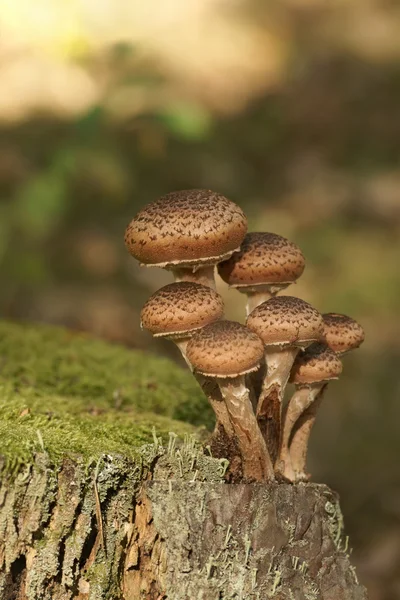 Houby, Václavka spp (ostoyae Václavka) — Stock fotografie