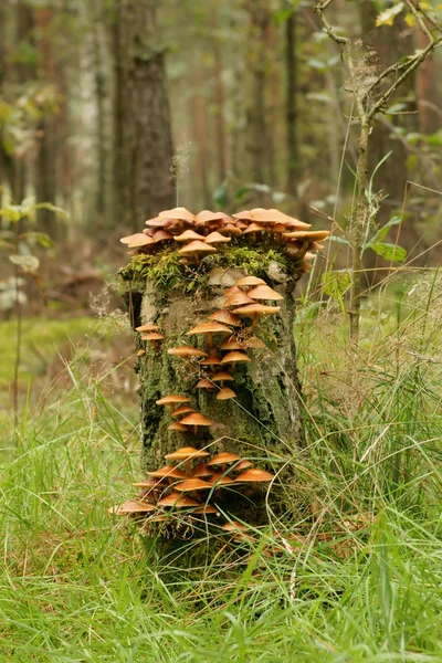 Trädstam täckt med svamp — Stockfoto
