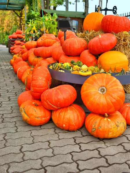 Calabaza, pila de verduras, Halloween —  Fotos de Stock