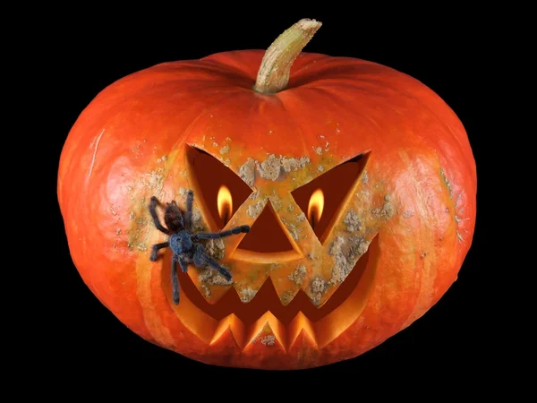 Pumpkin, halloween, old jack-o-lantern on black background with fiery flames in the eyes, and Tarantula Antilles Pinktoe (Avicularia versicolor) — Stock Photo, Image