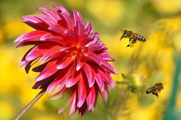 Bienen im Flug und Dahliengarten (dahlia cav.) — Stockfoto