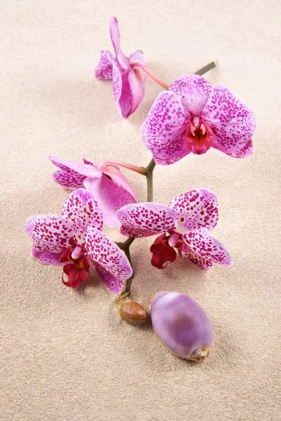 Kabuk ve çiçek orkide (phalaenopsis) arka plan olarak kum üzerinde — Stok fotoğraf